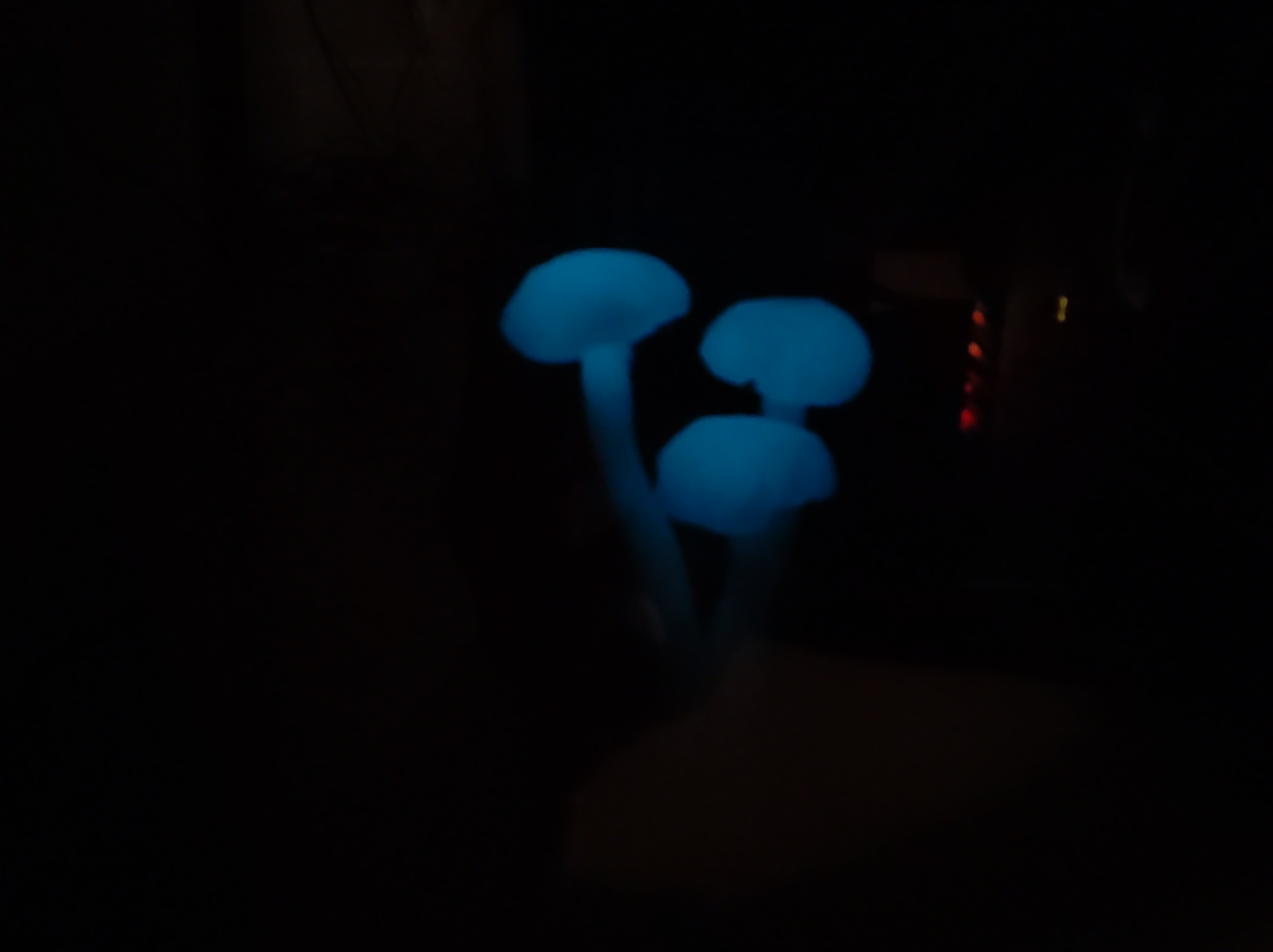 a computer case with glow in the dark mushrooms